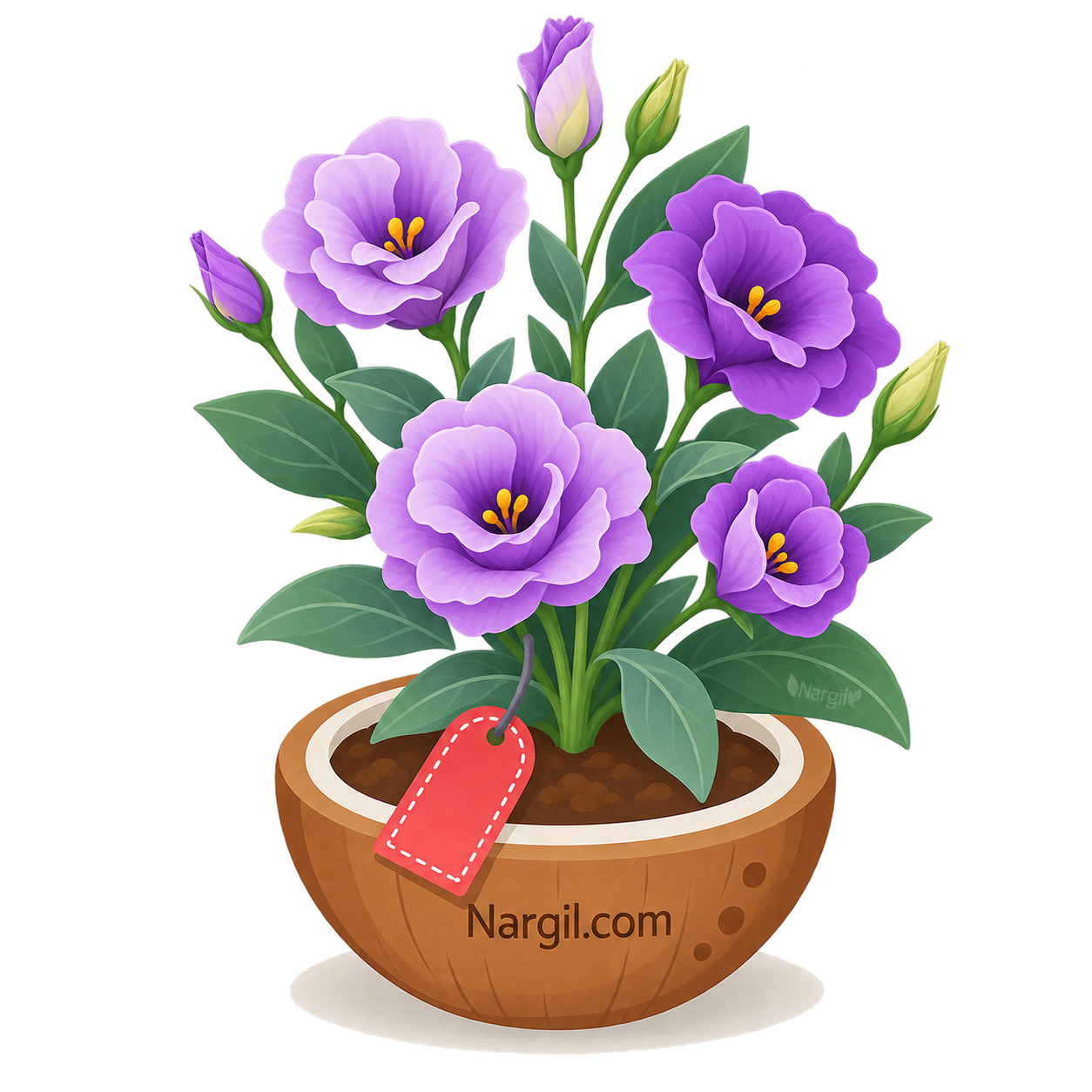 Nargil_Lisianthus russelianus   Eusto